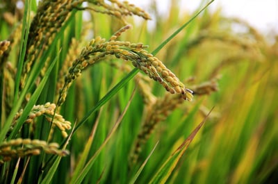Évolution des Prix du Riz à Madagascar : Analyse des Tendances et des Fluctuations