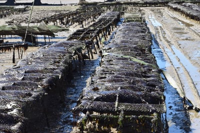 De l’ostréiculture à l’artisanat : comment une architecte de Marseillan transforme la matière en créations uniques