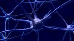 découvrez le monde fascinant de la neuroscience, une discipline qui explore le cerveau humain et ses fonctions. apprenez comment les neurones interagissent, comment nous percevons le monde et comment les découvertes en neurosciences peuvent transformer notre compréhension de la cognition et du comportement.