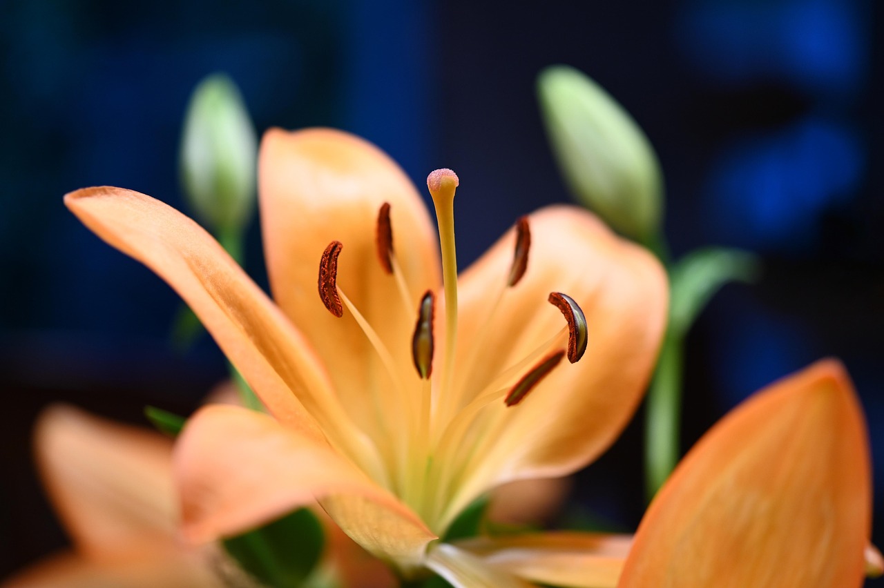 découvrez tout sur la couleur orange, ses significations, ses utilisations en décoration, en mode et ses conseils pour l’intégrer dans votre quotidien !