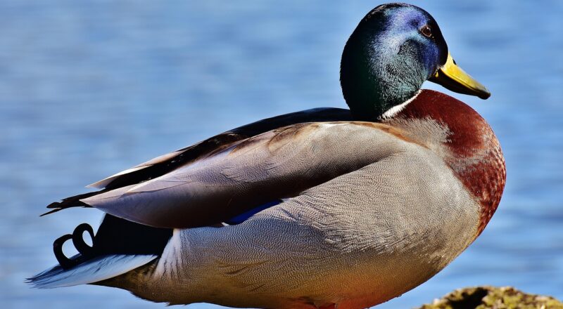 planifiez efficacement vos t&acirc;ches m&eacute;nag&egrave;res avec notre calendrier de nettoyage facile &agrave; suivre pour garder votre maison propre et organis&eacute;e.