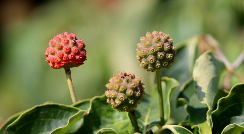 microcr&eacute;dit association : soutien financier accessible pour entreprendre, d&eacute;velopper vos projets et favoriser l'inclusion &eacute;conomique.