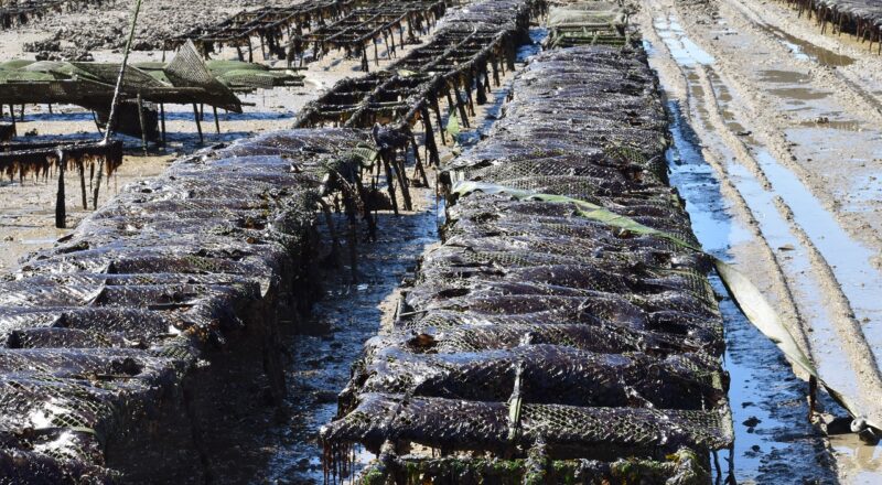 d&eacute;couvrez les techniques et les pratiques de l'&eacute;levage des hu&icirc;tres, une activit&eacute; durable et essentielle pour l'aquaculture marine.